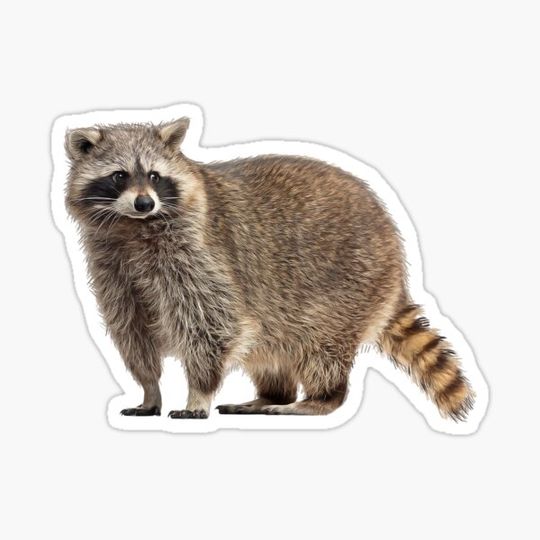 Discover Cute Wildlife Raccoon T-Shirt
