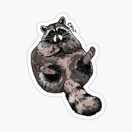 Discover Chill Raccoon