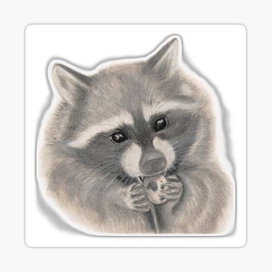 Discover Raccoon