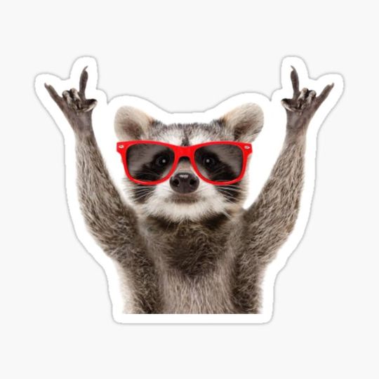 Discover Cool Raccoon