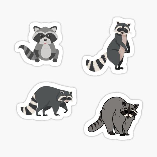 Discover Racoon Set Packs ; Pattern