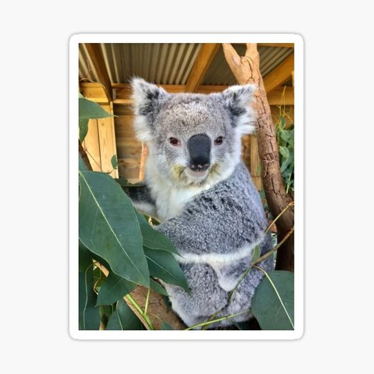 Discover Cuddly Koala