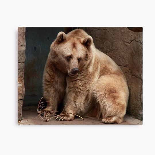 Discover (Bear) Soft 'n' Cuddly
