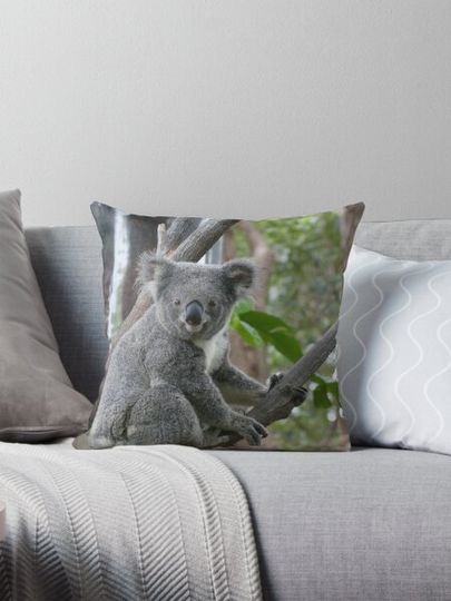 Discover Koala Bear 6