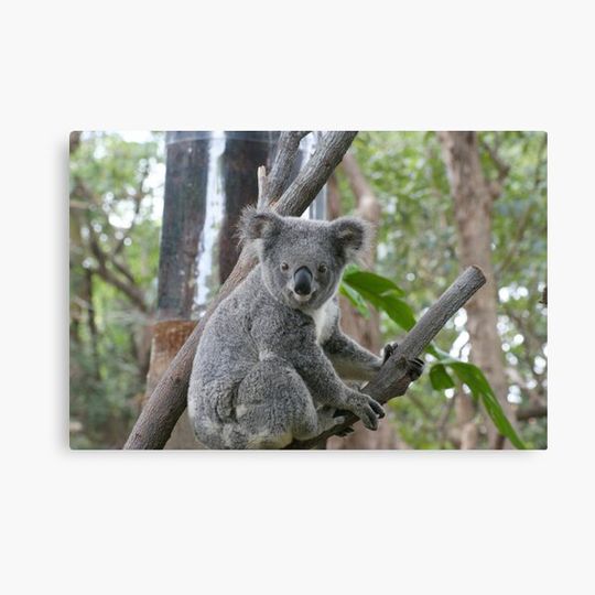 Discover Koala Bear 5