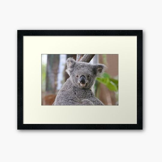 Koala Bear 2