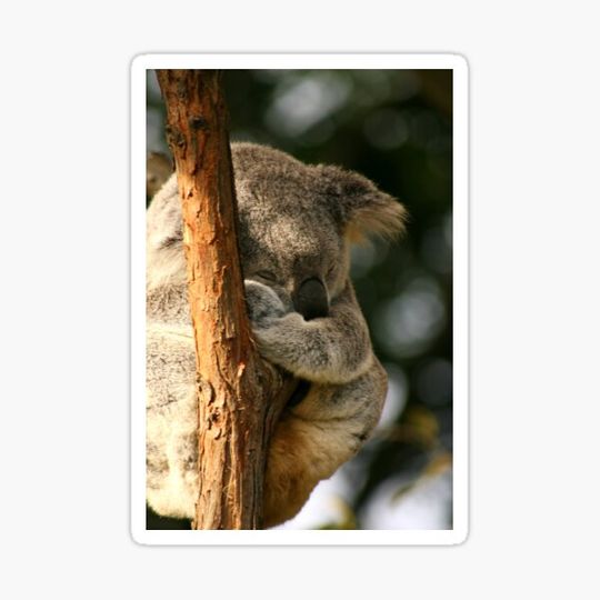 Discover Koala