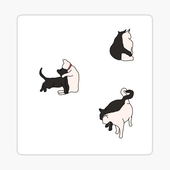 Discover cuddly cats