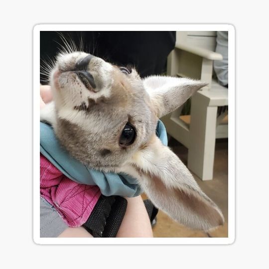 Discover Baby Kangaroo