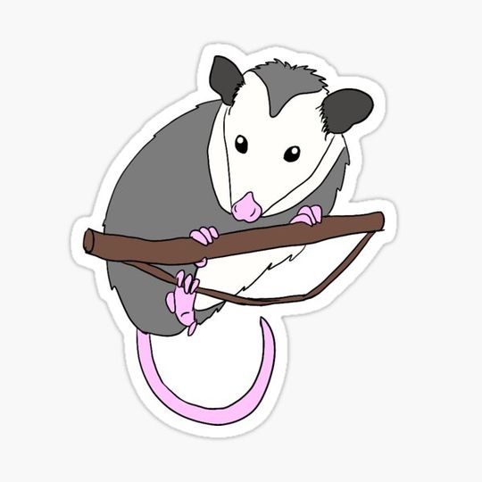 Discover Peaches the Virginia Opossum
