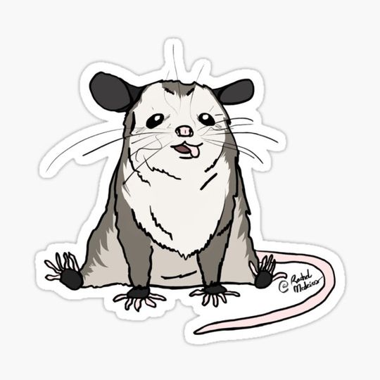 Discover Derpy Opossum