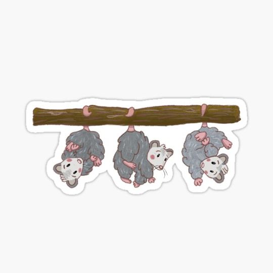 Discover Possums Illustration