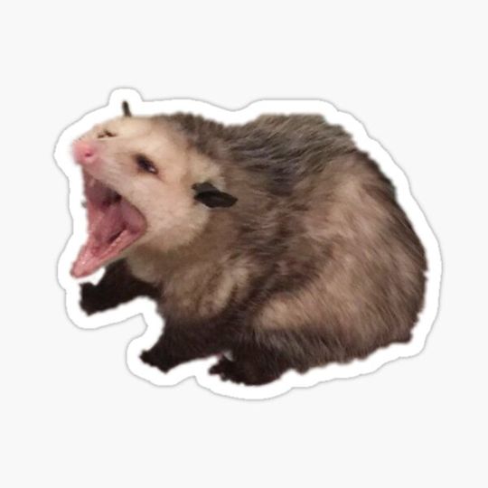Discover Screaming Possum