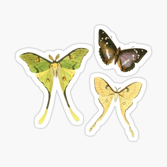 Discover MOTH COLLECTION No.3 Mini Sticker Pack