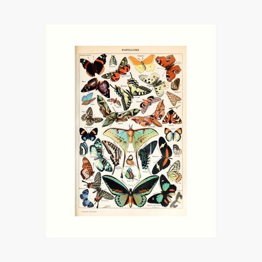 Discover Adolphe Millot - Papillons pour tous - French vintage poster