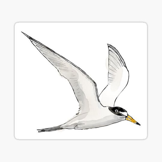 Discover Little Tern