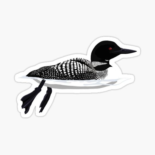 Discover Common Loon