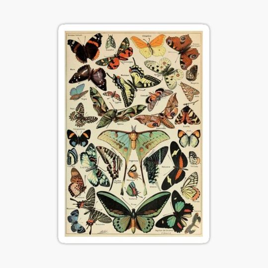 Discover butterfly collage