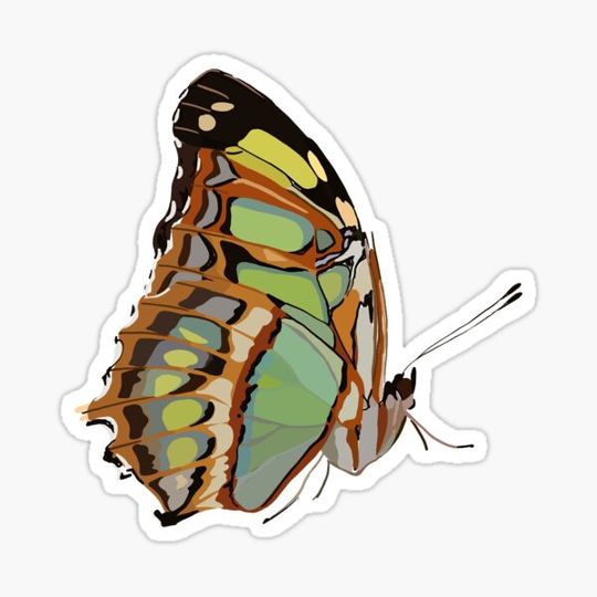 Discover Butterfly