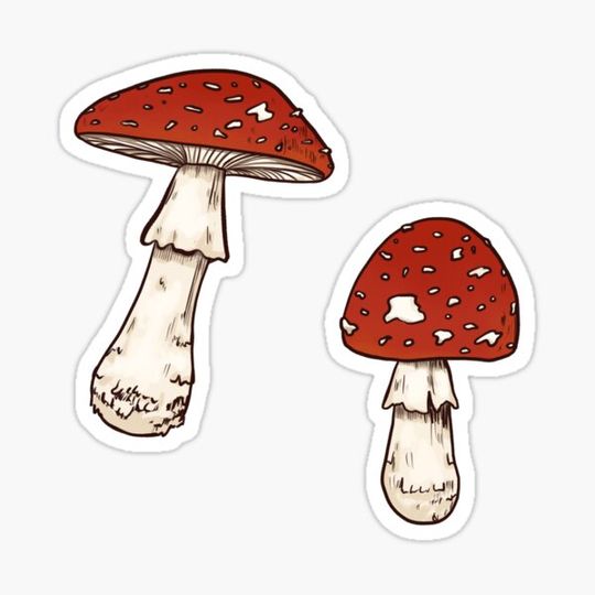 Discover amanita muscaria mushrooms