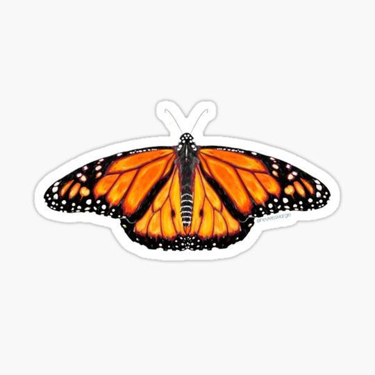 Discover Monarch Butterfly