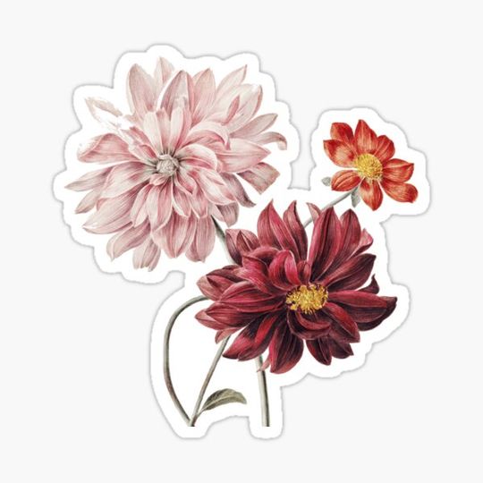Discover Vintage Dahlias Botanical Illustration
