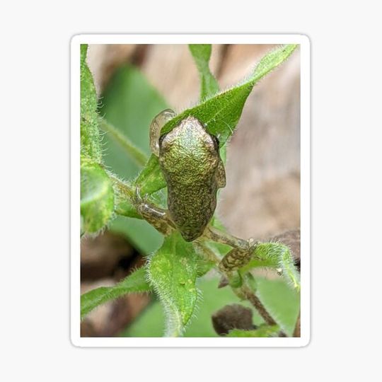 Discover Climbing Baby Tree Frog