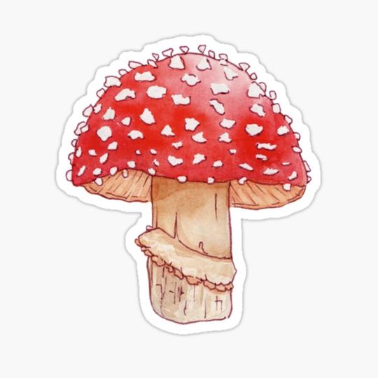 Discover Amanita