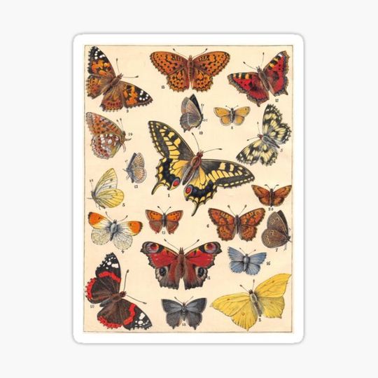 Discover Butterflies