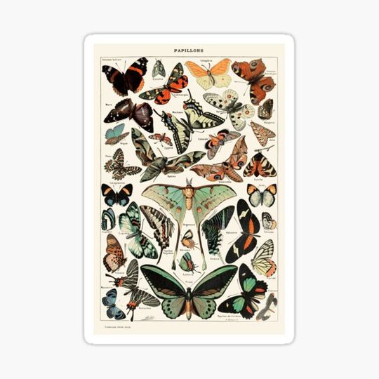 Discover Butterflies and moths