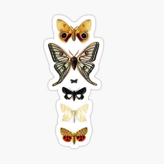 Discover Vintage Butterfly collection
