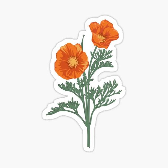 Discover California poppies