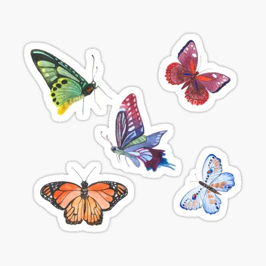 Discover Collorful butterflys