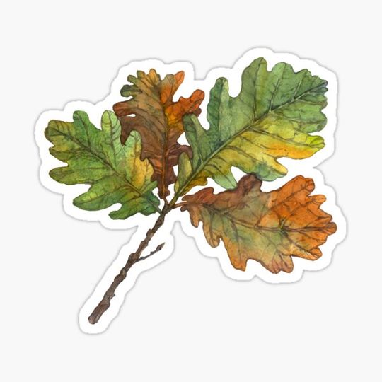 Discover Oak leaves. Autumn branch