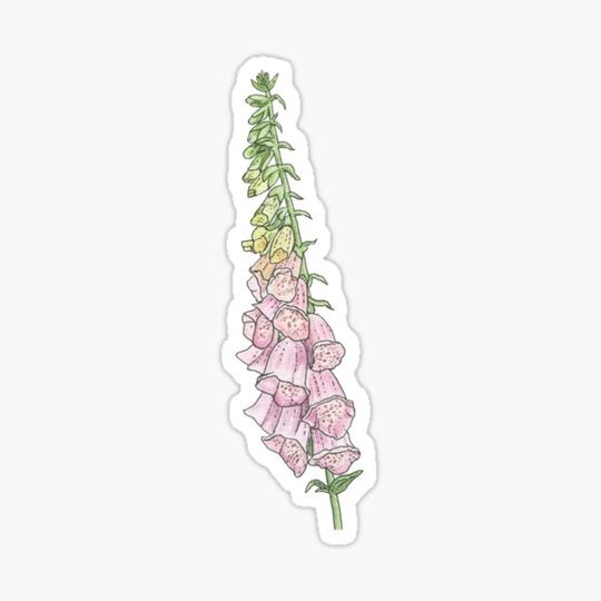 Discover Foxglove botanical drawing