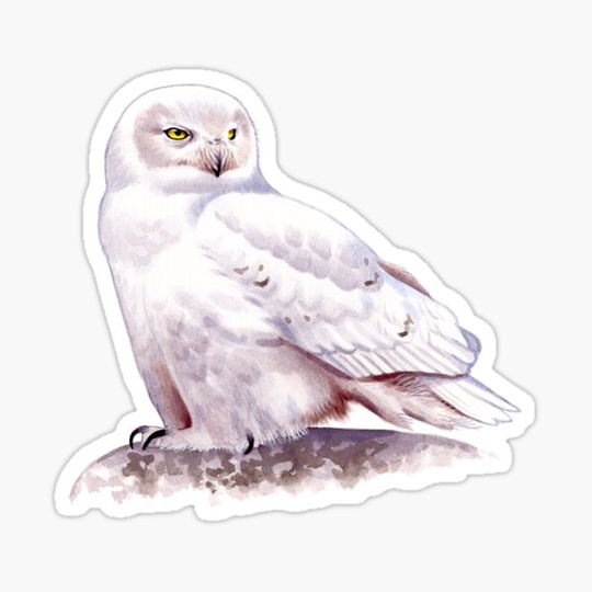 Discover Snowy Owl