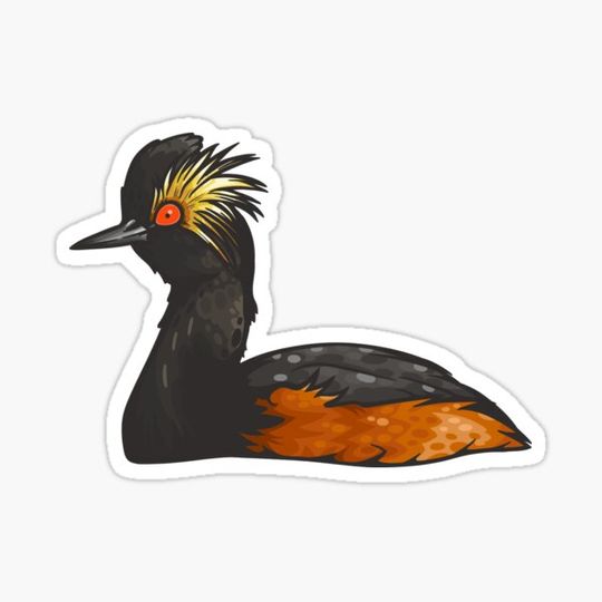Discover Eared Grebe