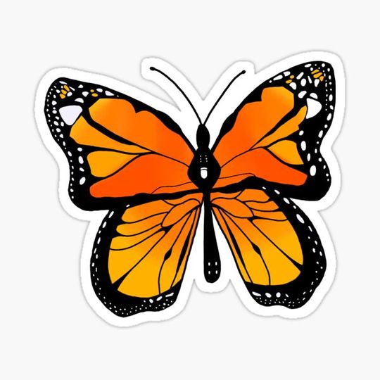 Discover Orange Butterfly