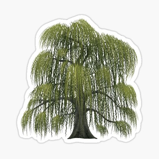 Discover Black Willow Tree