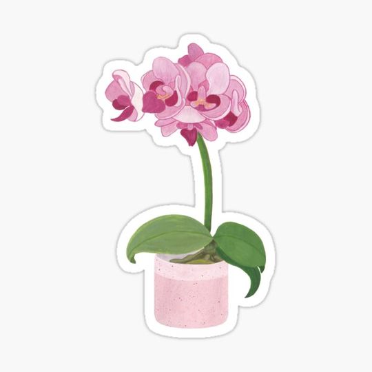 Discover Pink Mini Orchid