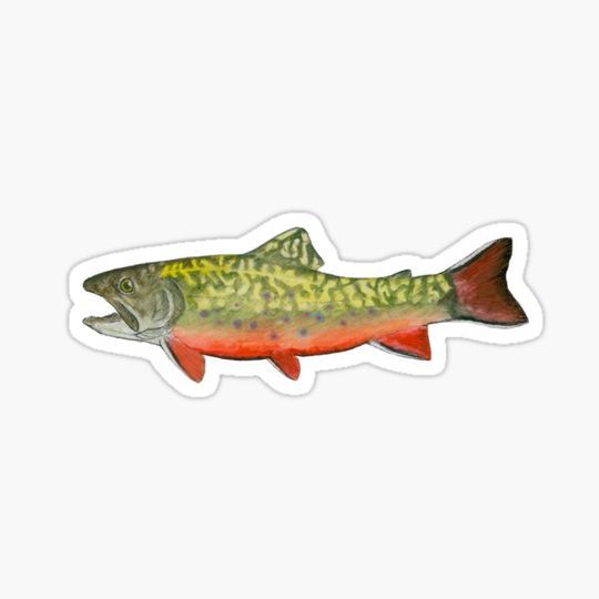 Discover Brook Trout