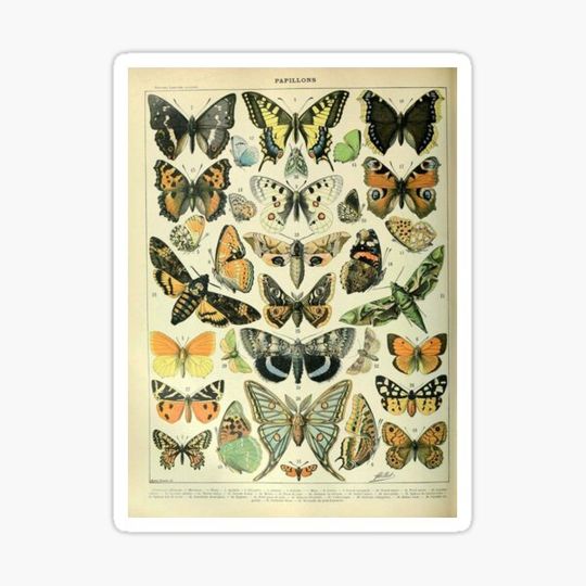 Discover Vintage butterfly study