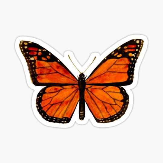 Discover Monarch butterfly vintage insect illustration