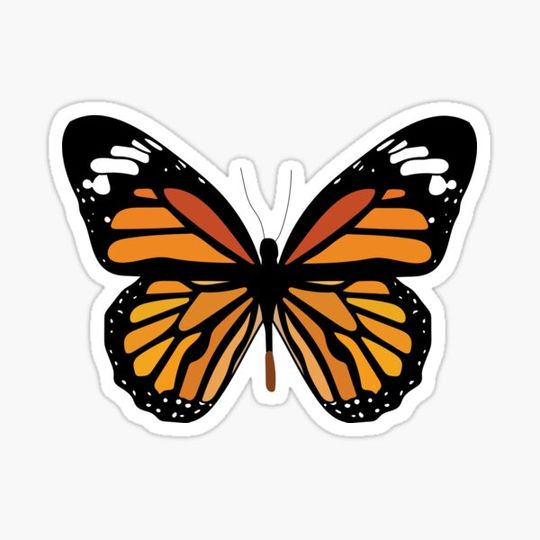 Discover monarch butterfly