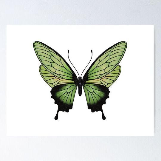 Discover Green butterfly