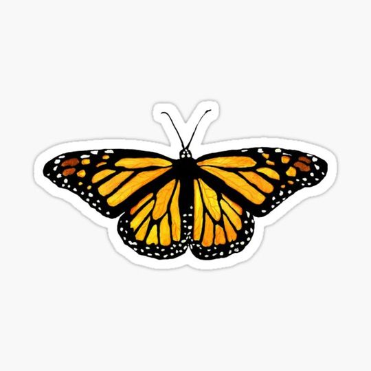 Discover butterfly monarch butterfly