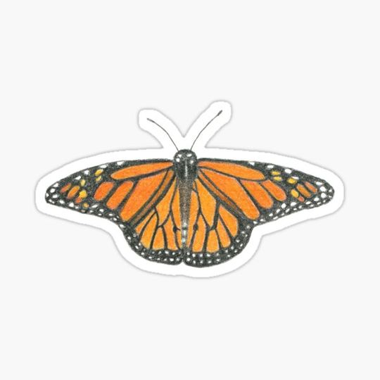 Discover Hand-drawn Monarch Butterfly