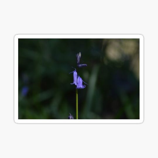Discover Bluebell