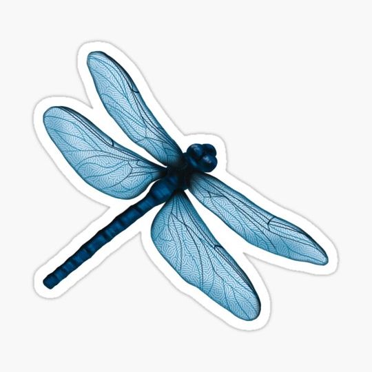 Discover Blue Dragonfly