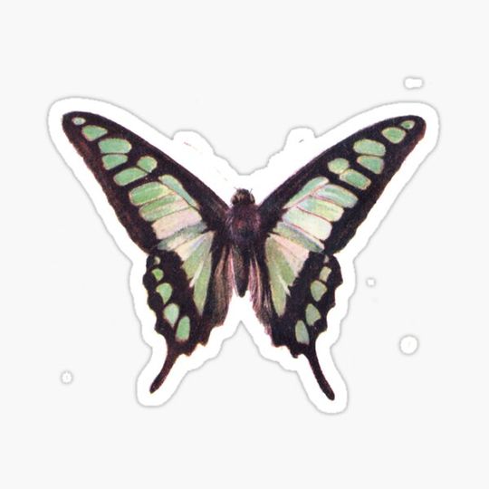 Discover Butterfly Design